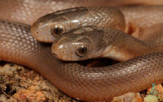 Serpente con due teste scoperto in Sud Africa; comprendere questa rara anomalia